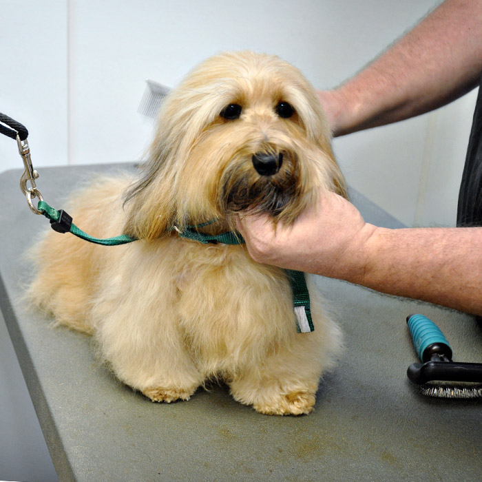 Grooming at LaBest Pet Resort and Spa