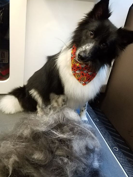 Freshly Groomed Dog at LaBest Pet Resort and Spa