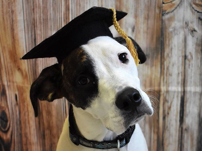Graduate Dog at LaBest Pet Resort and Spa