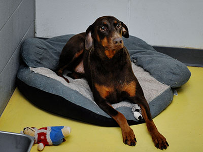 Dog on Pillow at LaBest Pet Resort and Spa