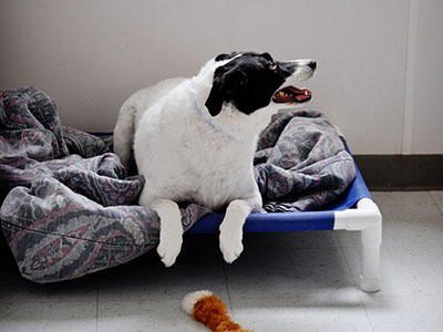 Small Dog Room at LaBest Pet Resort and Spa