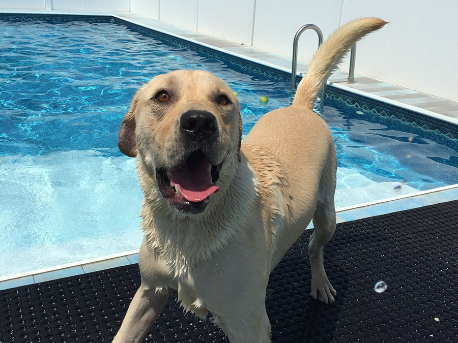 Dog Pool Time at LaBest Pet Resort and Spa