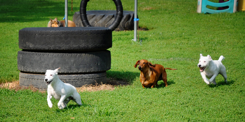 Dogs Running at LaBest Pet Resort and Spa