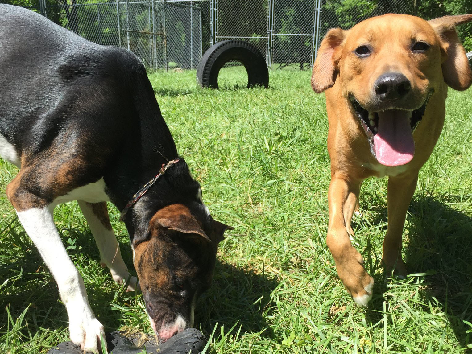 Happy Dogs at LaBest Pet Resort and Spa