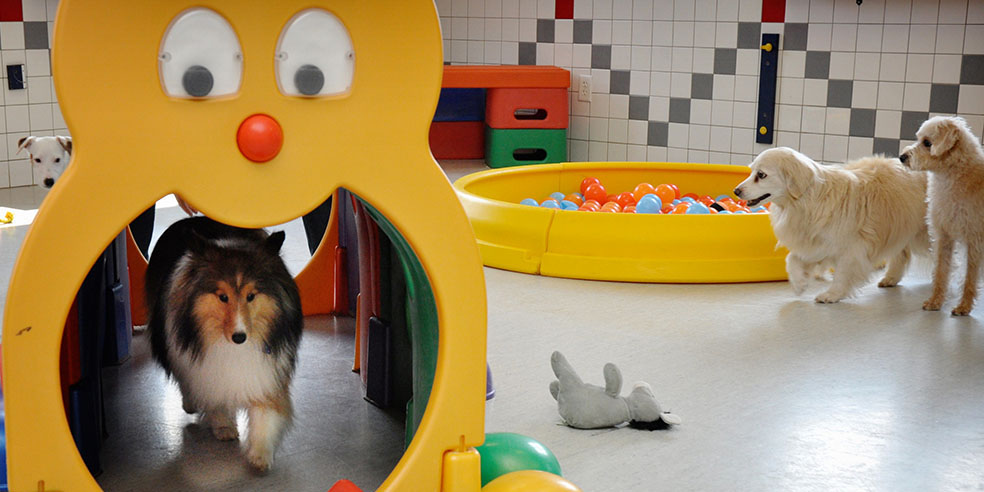 Dogs Playing Indoors at LaBest Pet Resort and Spa