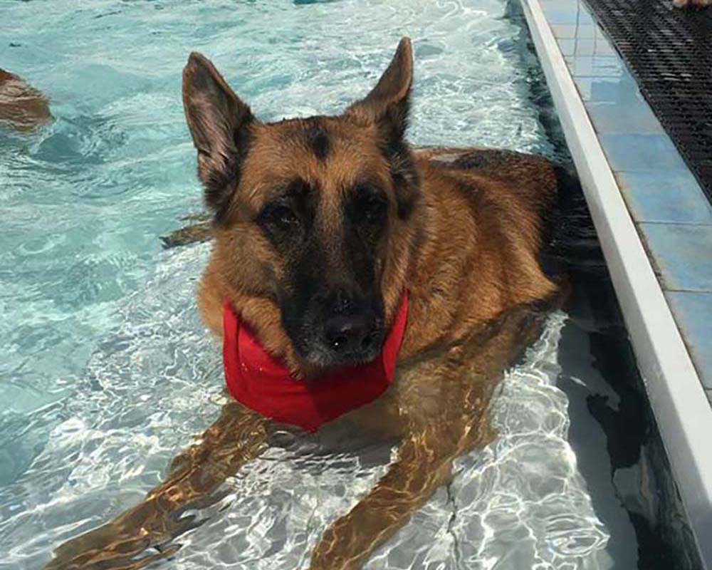 Dog Pool Socialization at LaBest Pet Resort and Spa