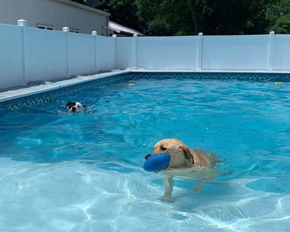 Dog Pool Socialization at LaBest Pet Resort and Spa