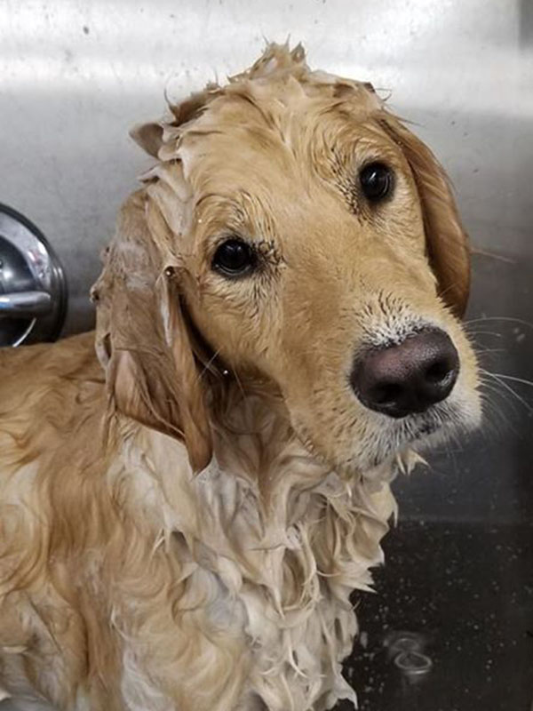 Grooming at LaBest Pet Resort and Spa