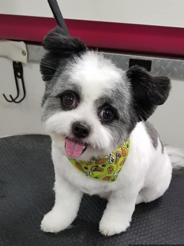 Grooming at LaBest Pet Resort and Spa