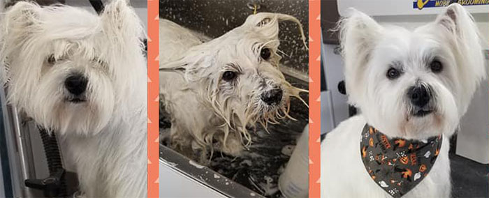 Before, During, and After Grooming at LaBest Pet Resort and Spa