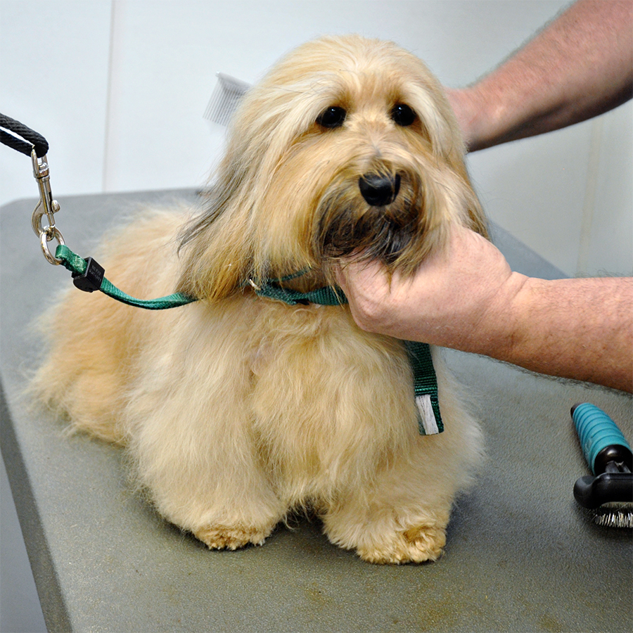 Pet Grooming at LaBest Pet Resort and Spa